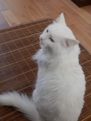 f:id:nekonohanashi:20150127102712j:image