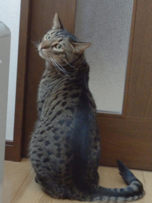f:id:nekonohanashi:20150211073900j:image