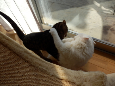 f:id:nekonohanashi:20150213114641j:image