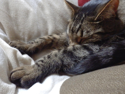 f:id:nekonohanashi:20150214203641j:image