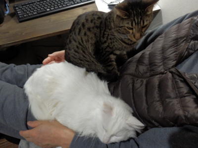 f:id:nekonohanashi:20150218214922j:image