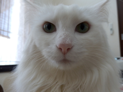 f:id:nekonohanashi:20150221090919j:image