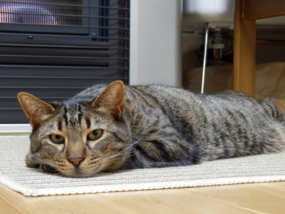 f:id:nekonohanashi:20150222212215j:image