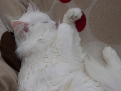 f:id:nekonohanashi:20150223153200j:image