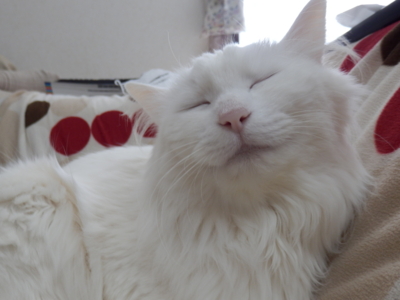f:id:nekonohanashi:20150224135234j:image