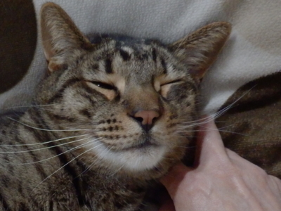 f:id:nekonohanashi:20150228101254j:image