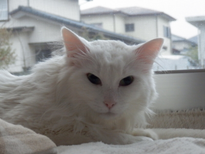 f:id:nekonohanashi:20150304075356j:image
