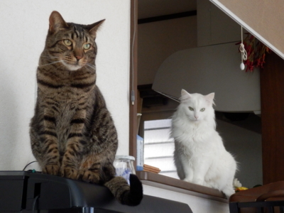 f:id:nekonohanashi:20150310114227j:image