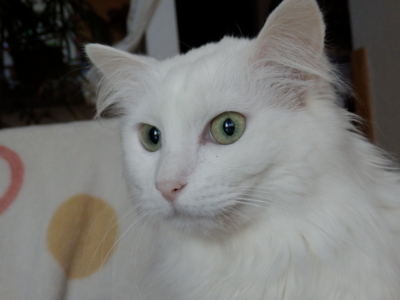 f:id:nekonohanashi:20150311062447j:image