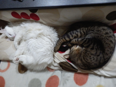 f:id:nekonohanashi:20150320203718j:image