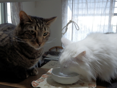 f:id:nekonohanashi:20150326061714j:image