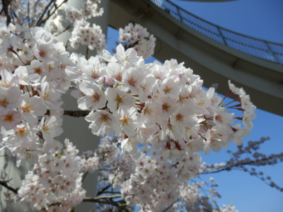 f:id:nekonohanashi:20150331104400j:image