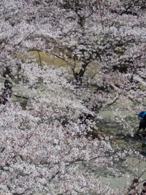 f:id:nekonohanashi:20150331104645j:image