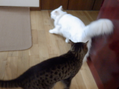 f:id:nekonohanashi:20150401113313j:image