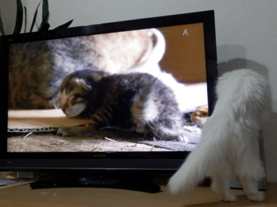 f:id:nekonohanashi:20150429212206j:image