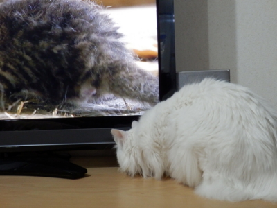 f:id:nekonohanashi:20150429212231j:image