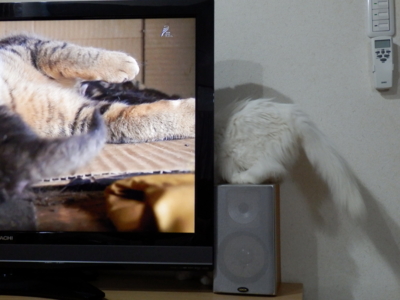 f:id:nekonohanashi:20150429212356j:image