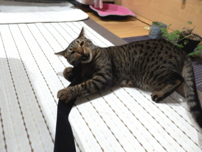 f:id:nekonohanashi:20150611202125j:image