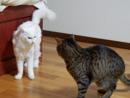 f:id:nekonohanashi:20150705213032j:image