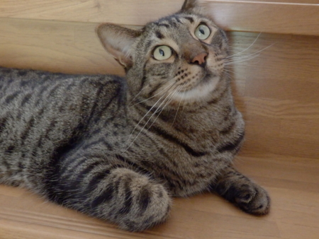 f:id:nekonohanashi:20150727143233j:image