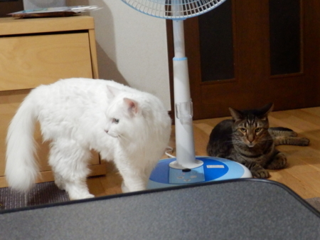 f:id:nekonohanashi:20150807195417j:image