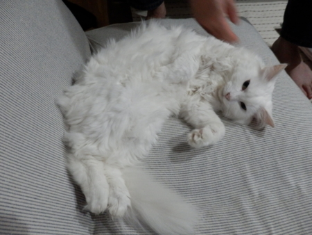 f:id:nekonohanashi:20150810214818j:image