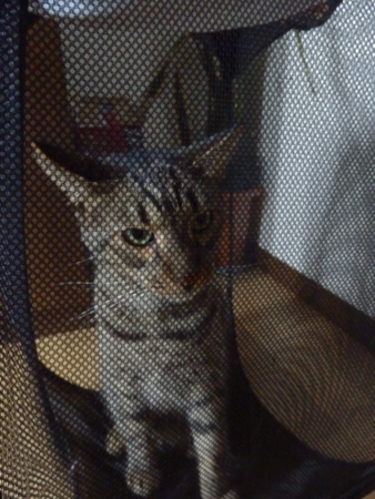 f:id:nekonohanashi:20150901135915j:image