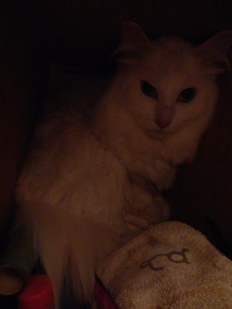 f:id:nekonohanashi:20150901155646j:image