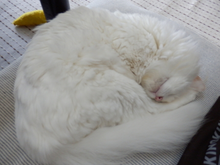 f:id:nekonohanashi:20150905070654j:image