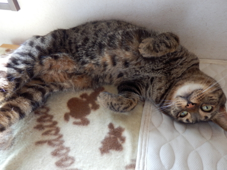 f:id:nekonohanashi:20150905081352j:image