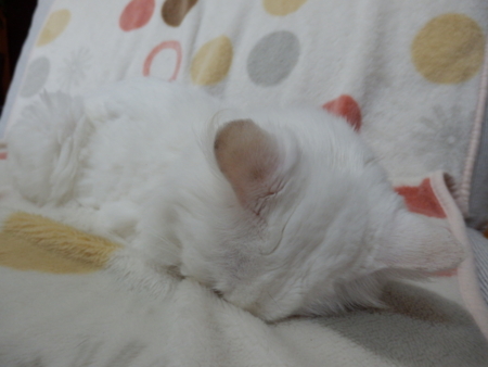 f:id:nekonohanashi:20150923064457j:image