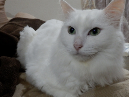 f:id:nekonohanashi:20150924173751j:image