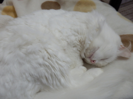 f:id:nekonohanashi:20150925091329j:image