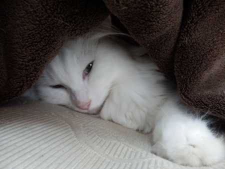 f:id:nekonohanashi:20150925112620j:image
