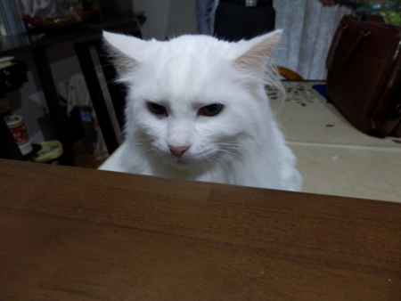 f:id:nekonohanashi:20150925164438j:image