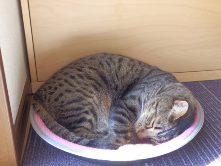 f:id:nekonohanashi:20151003135250j:image
