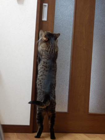 f:id:nekonohanashi:20151005105323j:image