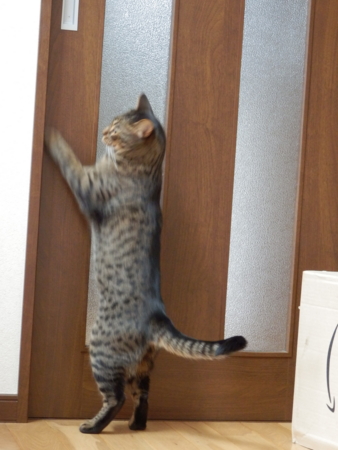 f:id:nekonohanashi:20151005110443j:image