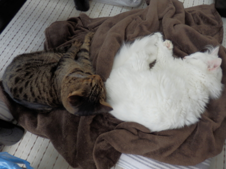 f:id:nekonohanashi:20151005133007j:image