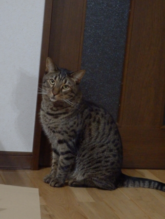 f:id:nekonohanashi:20151005182459j:image