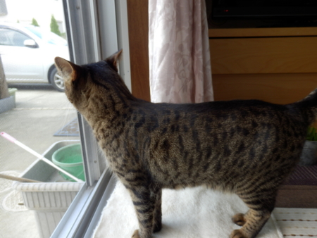 f:id:nekonohanashi:20151006104728j:image