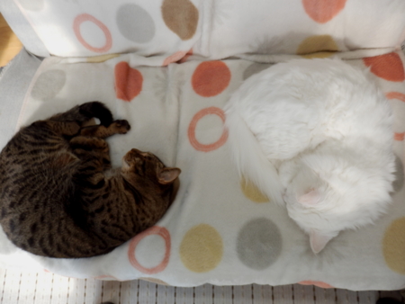 f:id:nekonohanashi:20151006142724j:image