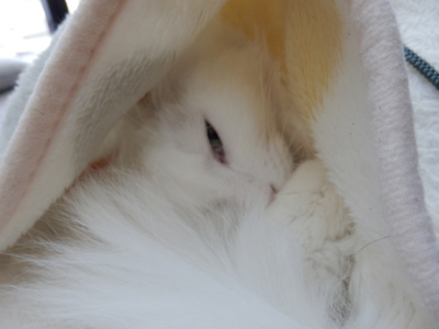 f:id:nekonohanashi:20151007102655j:image