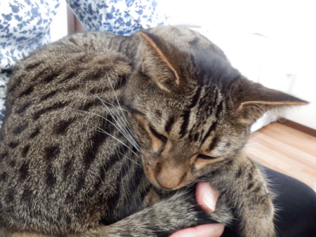 f:id:nekonohanashi:20151008123605j:image