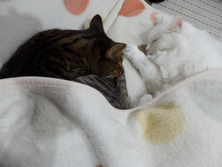 f:id:nekonohanashi:20151010185241j:image