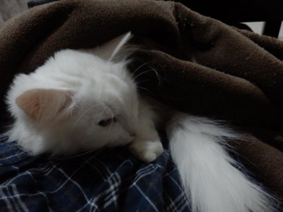 f:id:nekonohanashi:20151011172423j:image