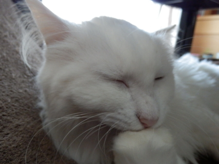f:id:nekonohanashi:20151109082158j:image