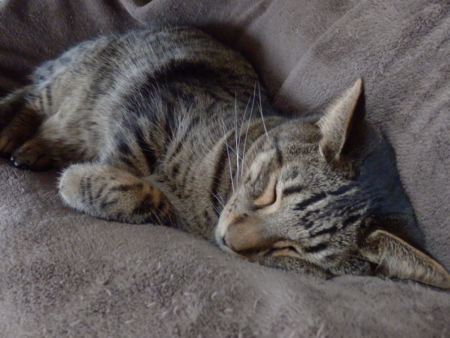 f:id:nekonohanashi:20151109125036j:image