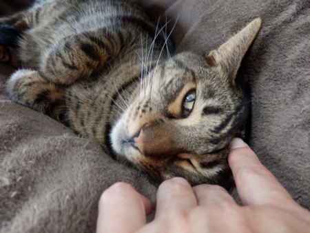 f:id:nekonohanashi:20151109125426j:image