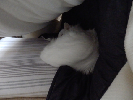 f:id:nekonohanashi:20151113153042j:image